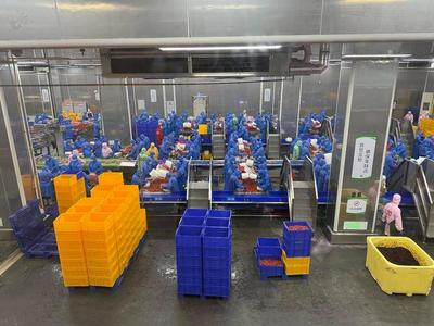 石首农产品加工业:开足马力生产忙 产销两旺势头好