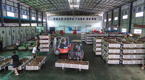 铆足劲拼生产 从化荔枝加工量将突破2万吨