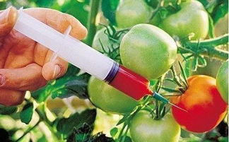 日本小南瓜是不是转基因食品